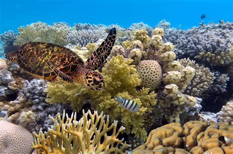 The Great Barrier Reef: A World beneath the Waves